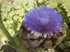 Globe Artichoke Flower 