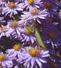 Preying Mantis on Asters